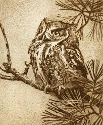 Screech Owl in Pine