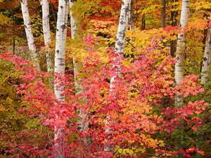 Birch And Crimson Maple