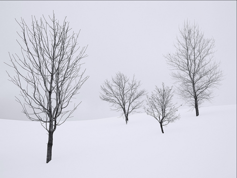 Four Trees