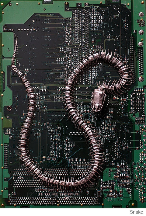 Snake