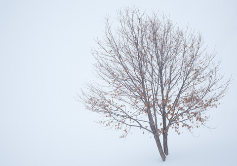 Winter Leaves and Snow