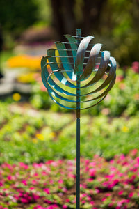 Nautilus