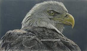Bald Eagle Head