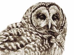 Barred Owl (Sepia)