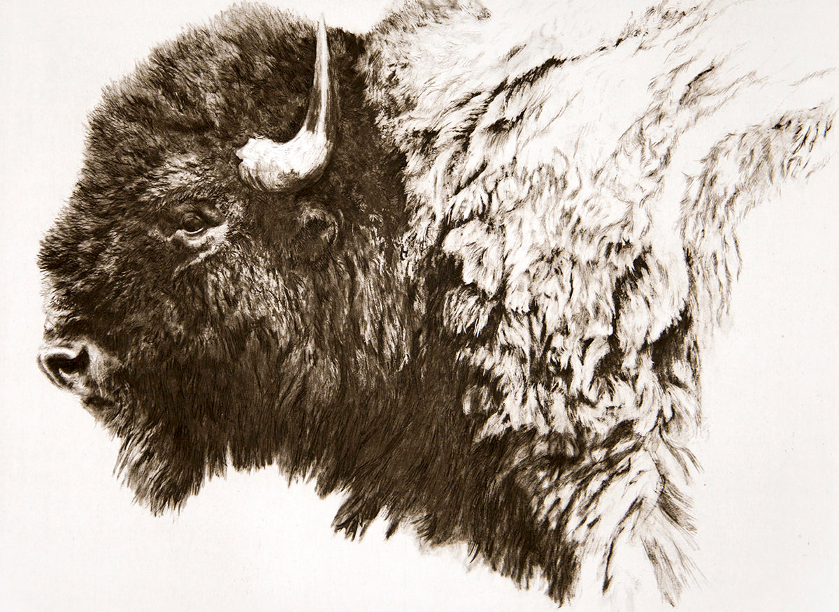 Bison Head (sepia)