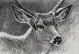 Black-Tailed Deer
