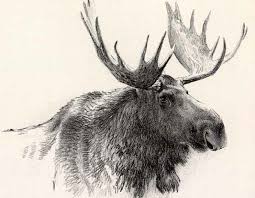 Bull Moose