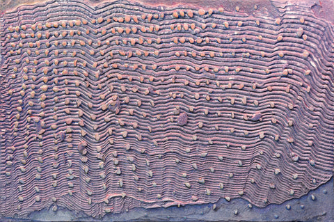 The Last Evening Light