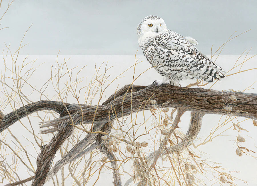 Snowy Owl on Fallen Willow