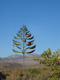 Ponderosa
