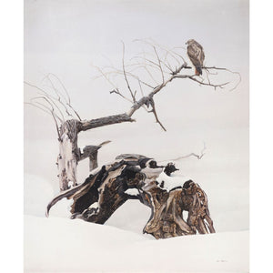 Red-Tailed Hawk on Fallen Willow