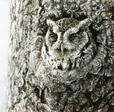 Screech Owl in Apple