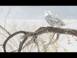Snowy Owl on Fallen Willow