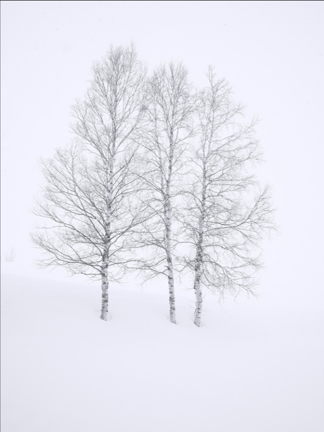 Three Birch Trees in Snow by Steven Friedman