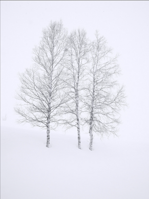 Three Birch Trees in Snow