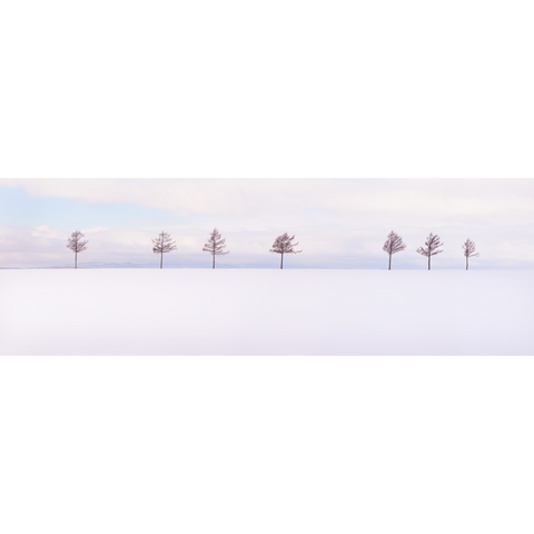 steven friedman's panoramic photograph seven trees spectacular soft sunset colours on snow scene in japan