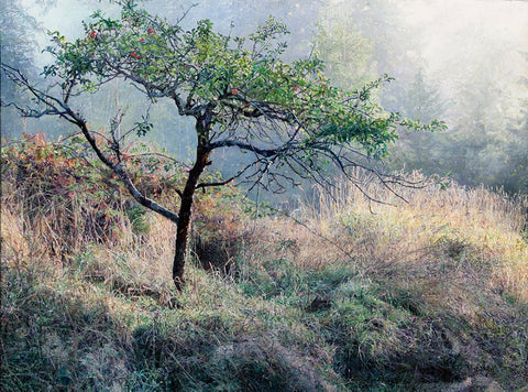 Apple Tree and Brambles