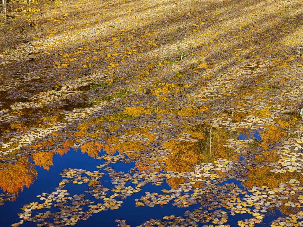 Aspen Leaves and Water Droplets