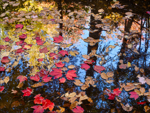 steven friedman's natural light photograph autumn leaves on the water with reflections of trees