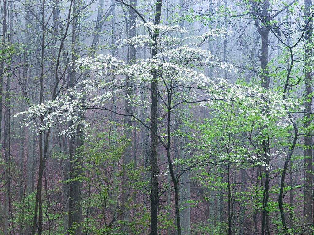 Dogwood In Fog by Steven Friedman
