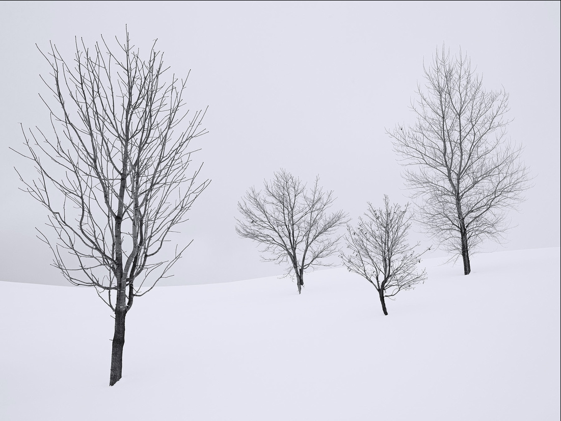 Four Trees by Steven Friedman
