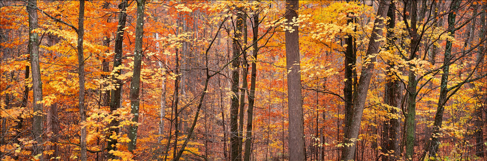 Golden Autumn Leaves, Gatineau Park