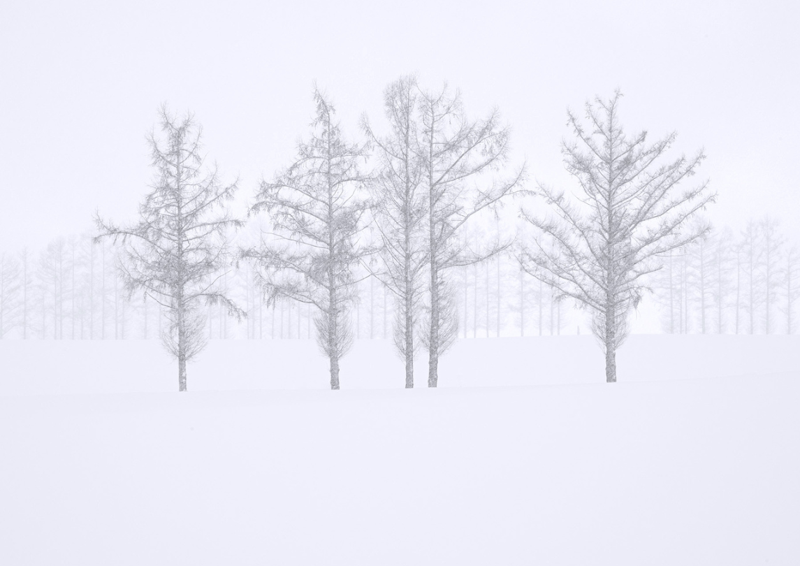 Larch Trees in Winter Snowstorm by Steven Friedman