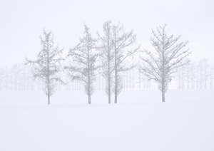 Larch Trees in Winter Snowstorm