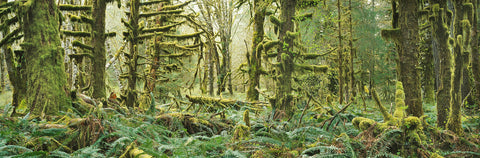 Moss, Ferns and Maples