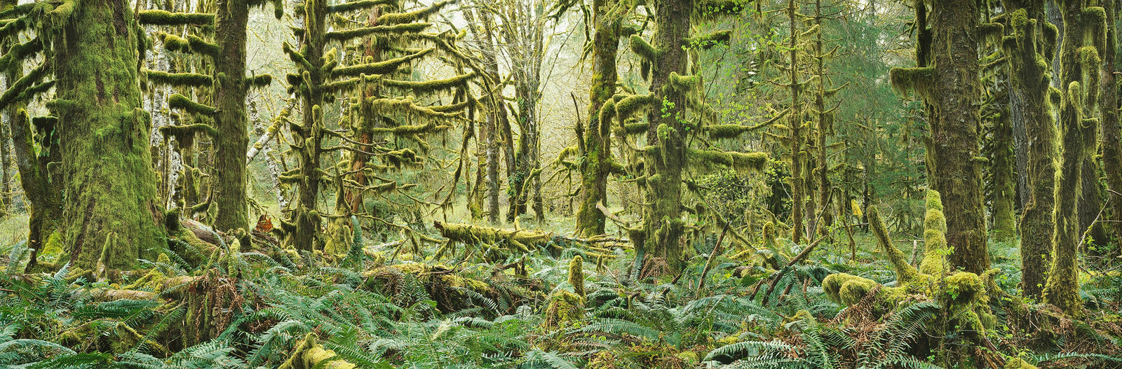 Moss, Ferns and Maples