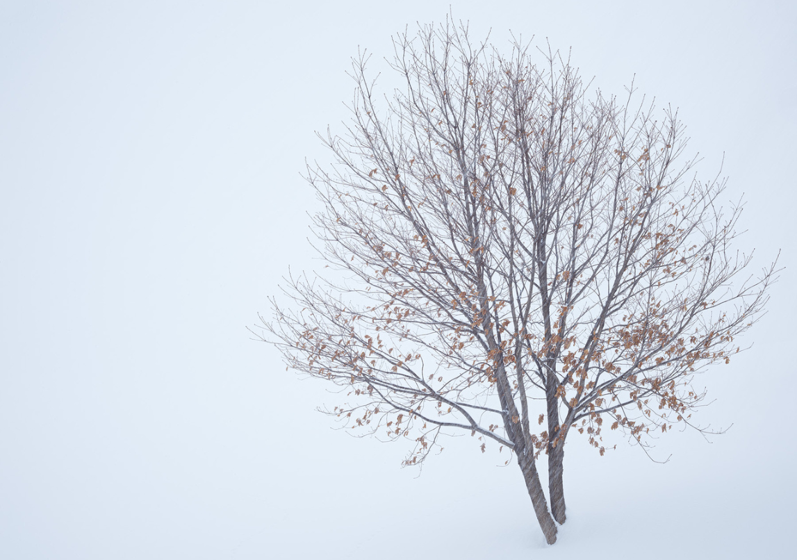 Winter Leaves and Snow