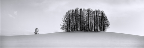 Winter Sunset Trees
