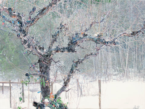 Apple Tree in Winter
